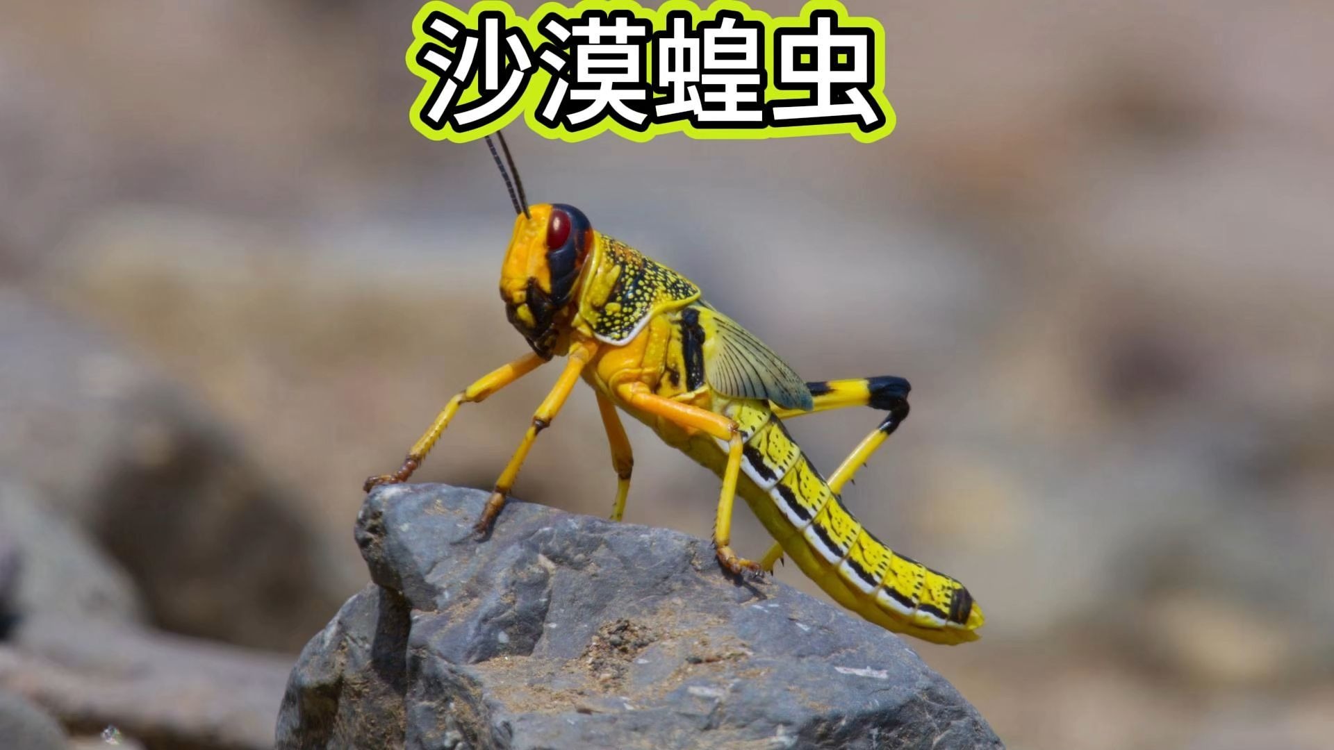 沙漠蝗虫到底去哪儿了？吃不吃它到底安全不？