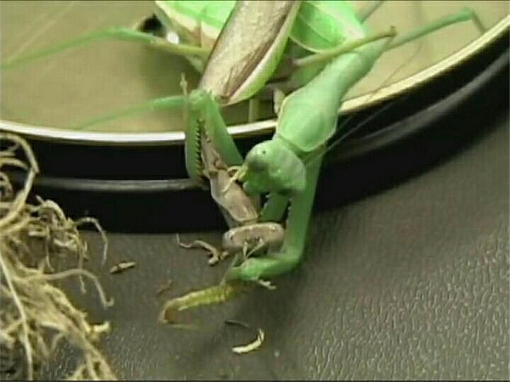 螳螂之间交配的秘密，为什么雄性螳螂甘愿被吃掉也前去...