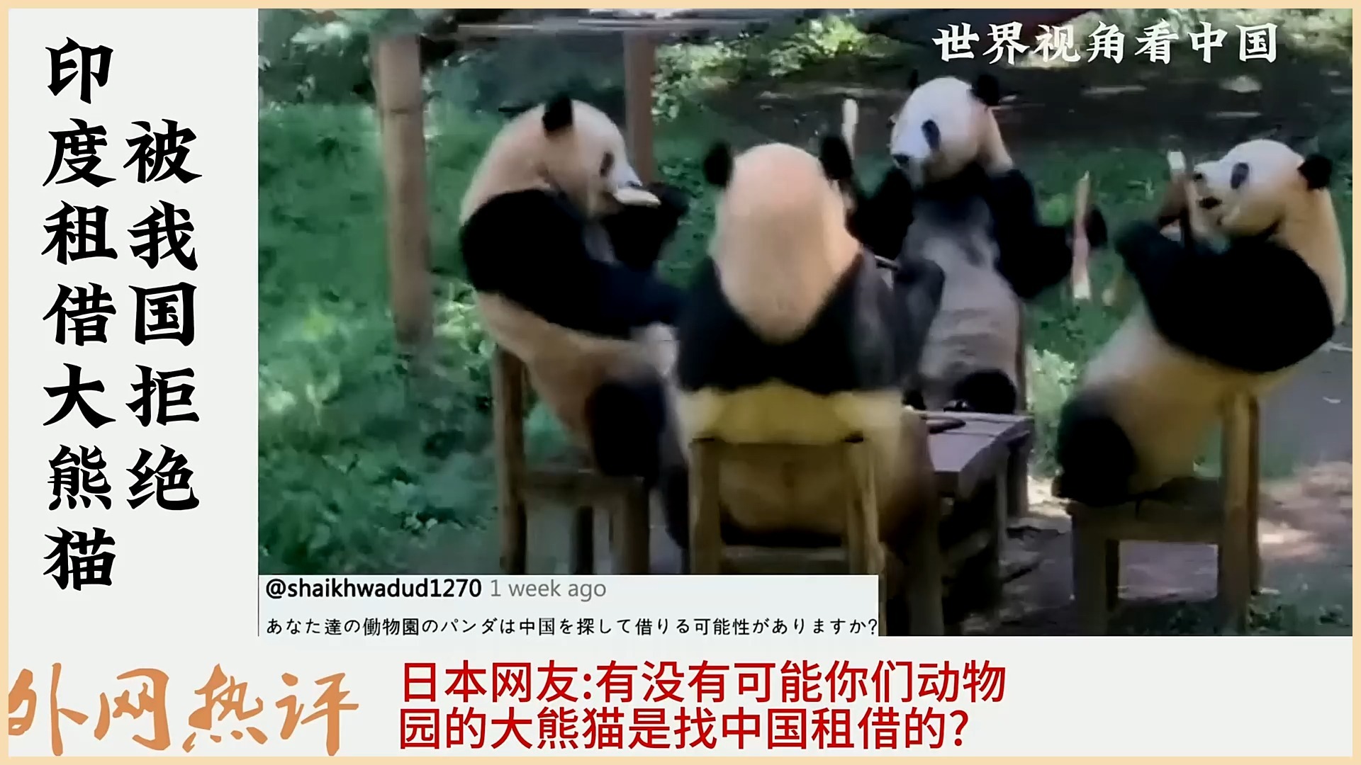 中国真的送大熊猫给印度吗？背后真相大揭秘！