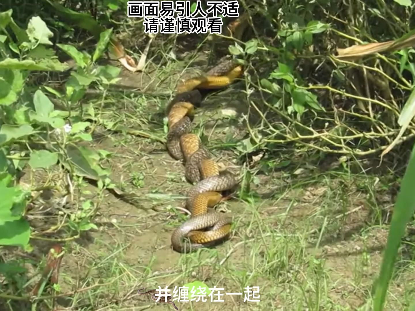 地球上什么动物交配时间最长？非它莫属，交配行为贯穿...