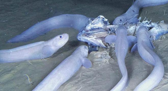 6000米深海中发现新物种,科学家却高兴不起来,这...