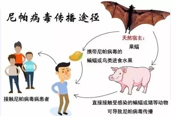 蝙蝠作为移动的病毒库，为什么拥有30年的高寿？...