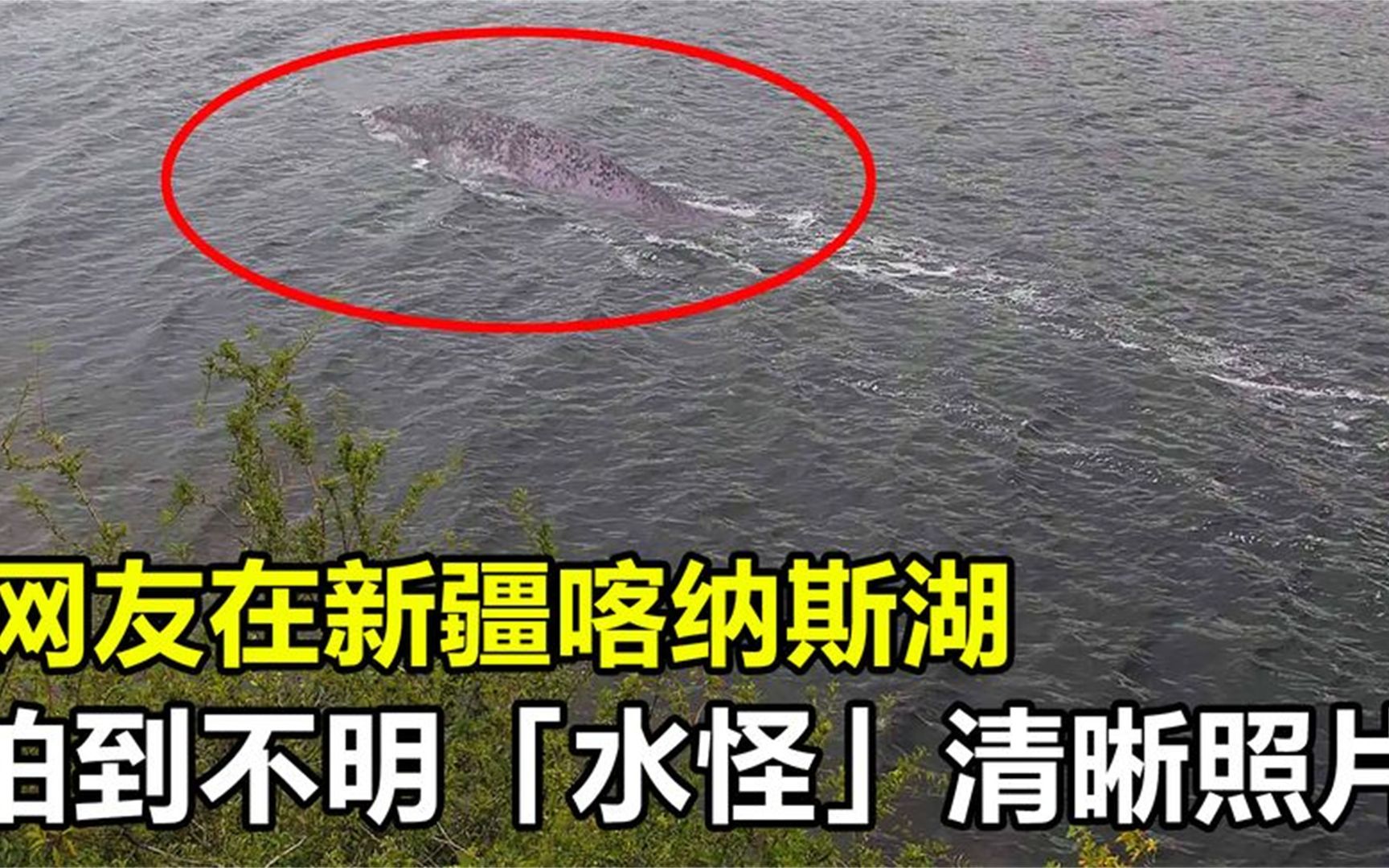 喀纳斯湖水怪到底是什么？难道真的是哲罗鲑？...