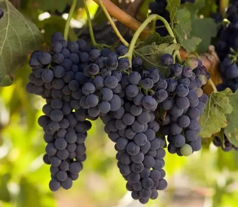 设拉子为何被称为“澳洲之粹”？...