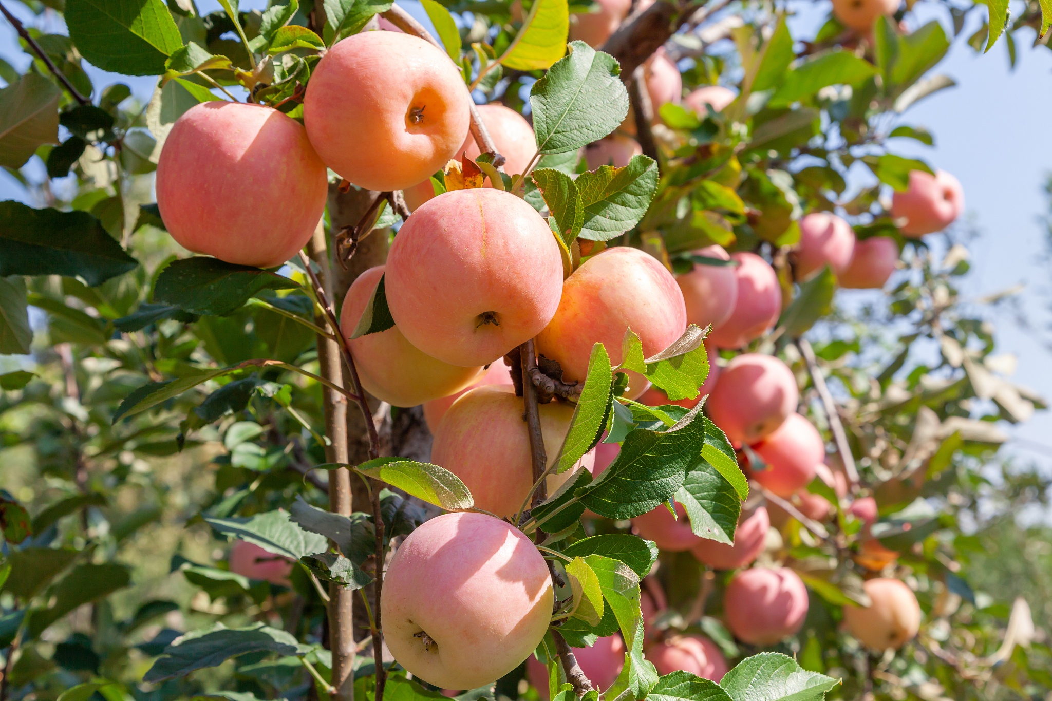 苹果手机价格预算 不同机型选购指南