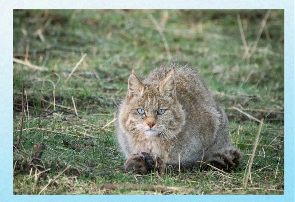 科学家发现的“远古巨猫”，是由谁创作的？...