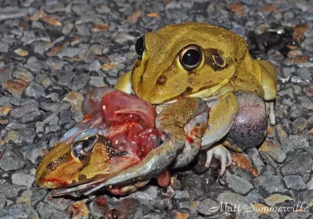 自然界有哪些“自杀式”的繁殖策略？...