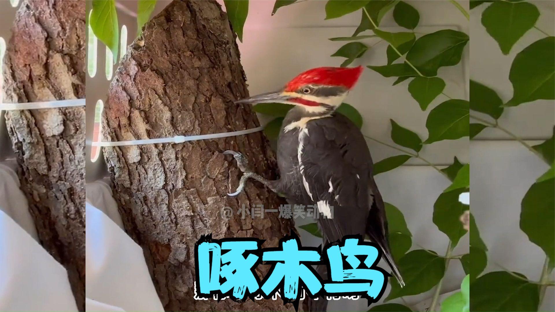 啄木鸟把树木搞得千疮百孔，它们到底是好鸟还是坏鸟？...