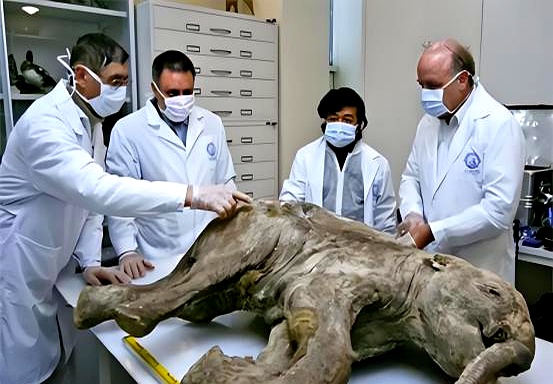 冻土层出土350万年古细菌，科学家为永生注射体内，...