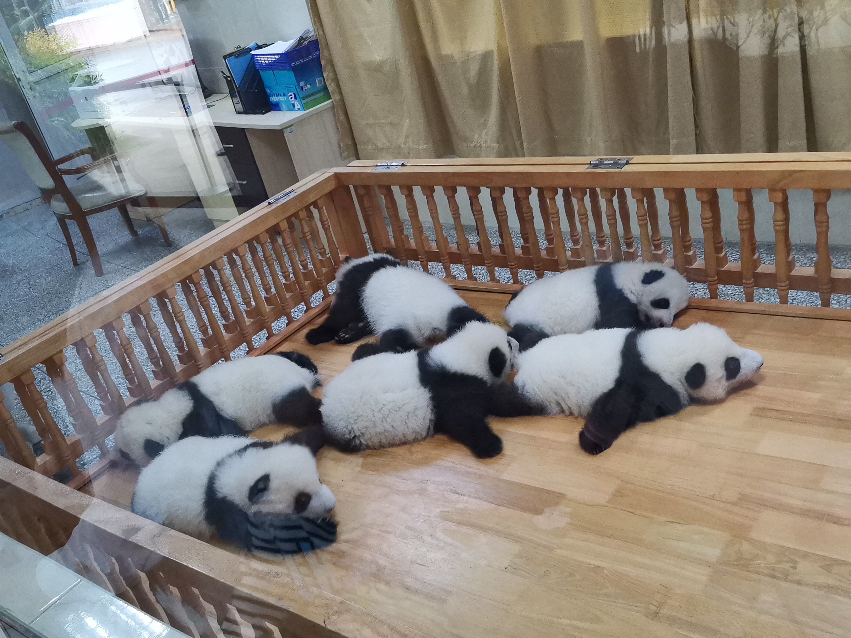 为什么大熊猫体型那么大，刚出生的熊宝宝却小得像小老鼠？