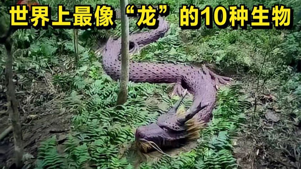 地球上最像龙的生物，吃一顿管7年，交配一次要等12...