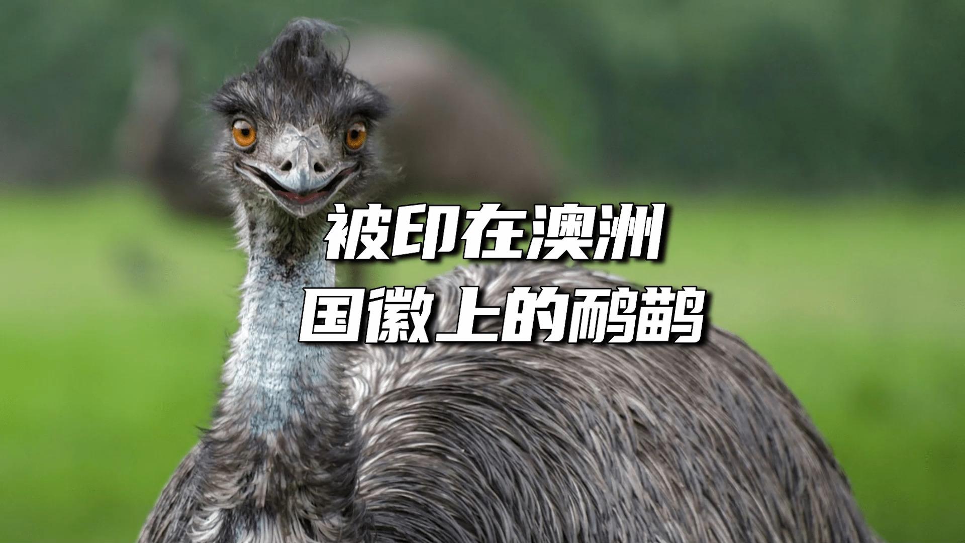 澳大利亚为什么要屠杀自己的国鸟鸸鹋？...
