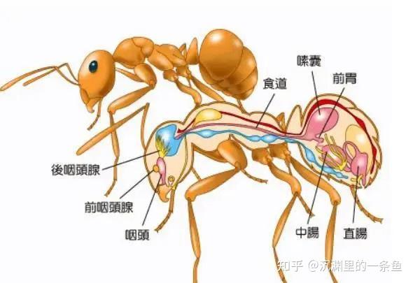 蚂蚁放大一万倍能否主宰地球 人类智慧能否压制巨型蚂蚁