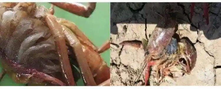 小龙虾生病症状表现 巴西龟饲养常见问题
