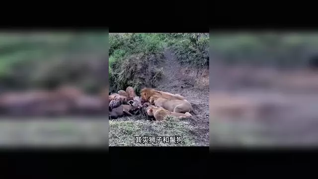 为什么有说法是雄狮能认出鬣狗首领，但雌狮认不出来？...