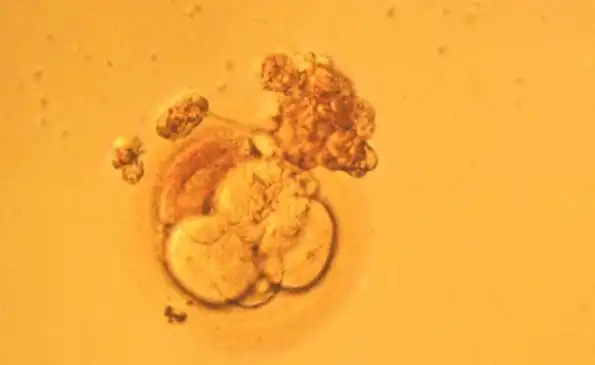 科学家让雄性大鼠成功怀孕，并生下健康可育的后代，人...