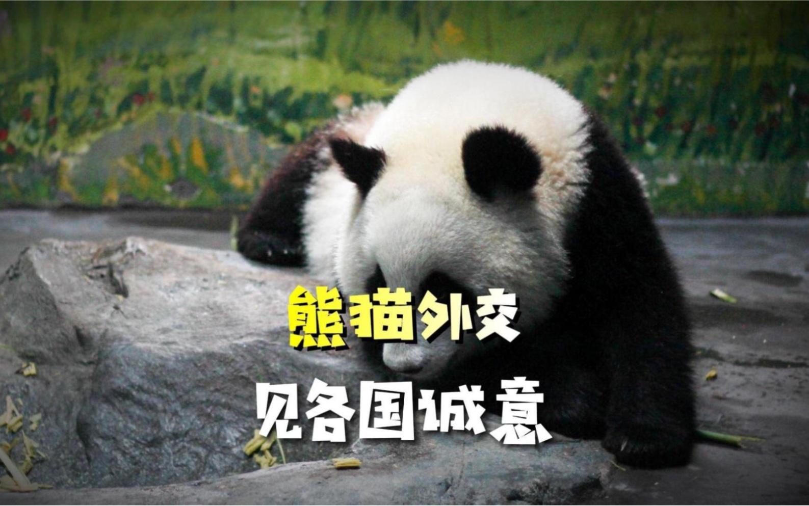 为什么大熊猫只属于中国？大熊猫租借背后的秘密是什么？