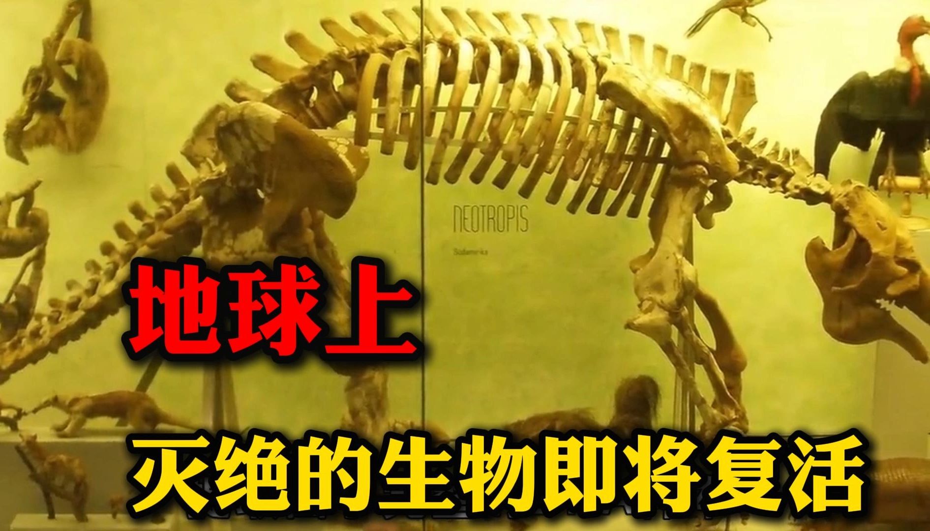 灭绝13万年白喉秧鸡复活 灭绝生物为何重现江湖