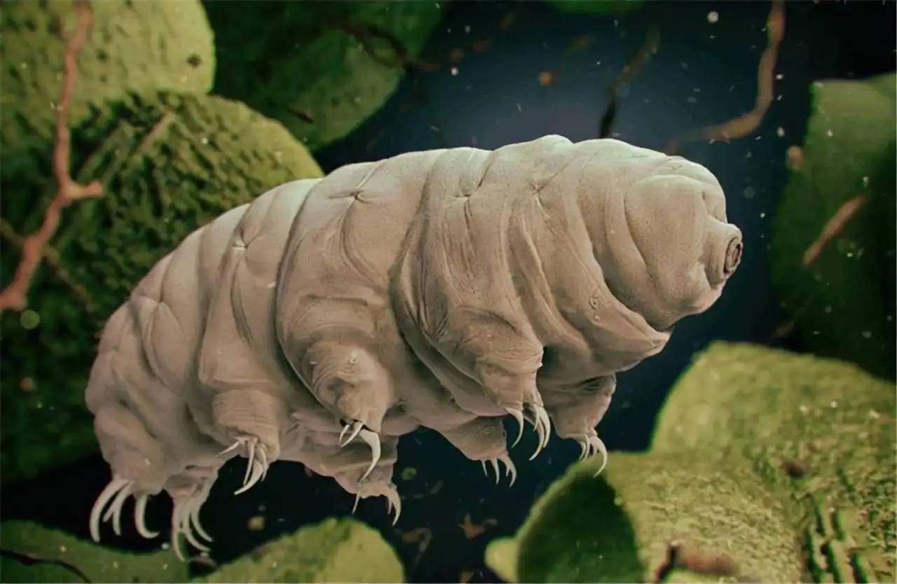宇宙是否存在巨型生物 比人类大上亿倍生命体