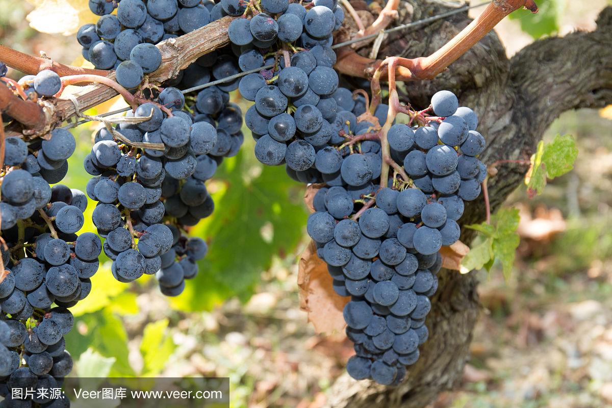 澳洲设拉子葡萄酒评价 澳洲红酒品种推荐