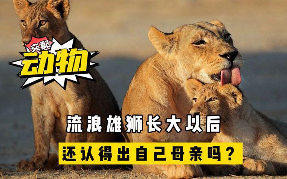 流浪雄狮长大能认出自己的母亲吗？...