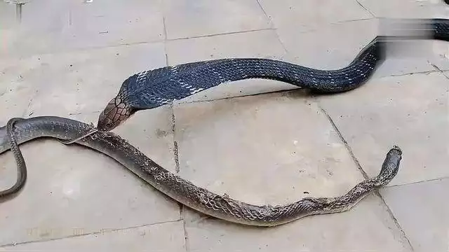 过山峰是保护动物，当田间作业被它咬了，将它打死会有...