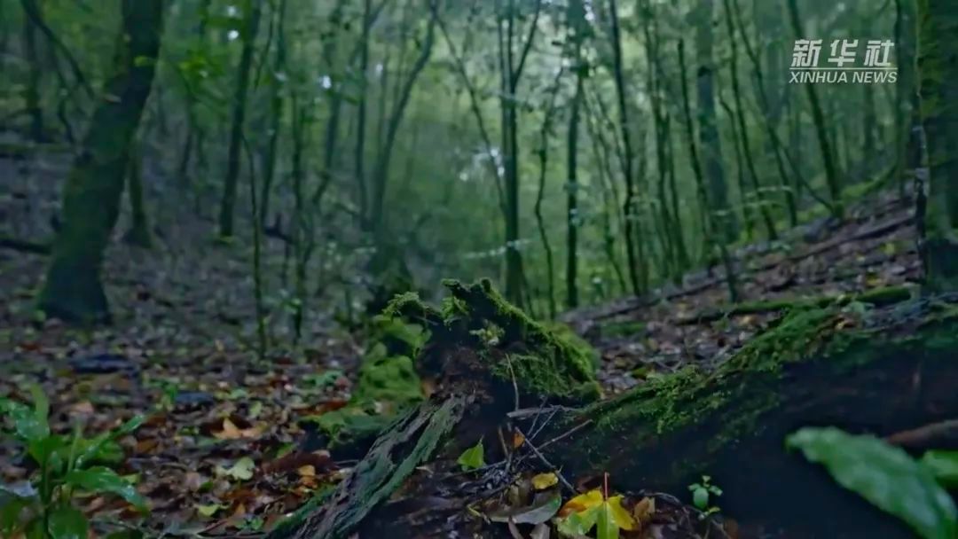 哀牢山遇难四人,或因不明气体中毒:山中瘴气真的存在...