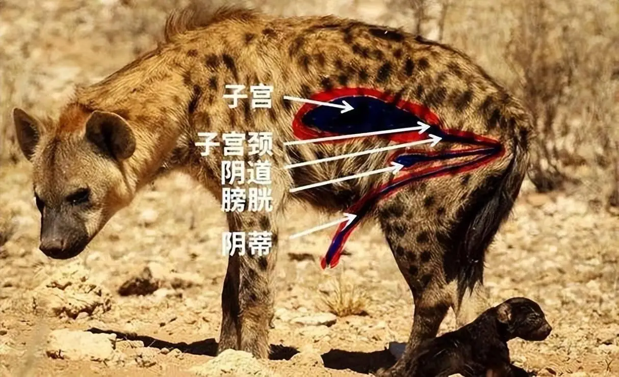 母鬣狗为什么会有“睾丸”？斑鬣狗的生殖秘密大揭秘！