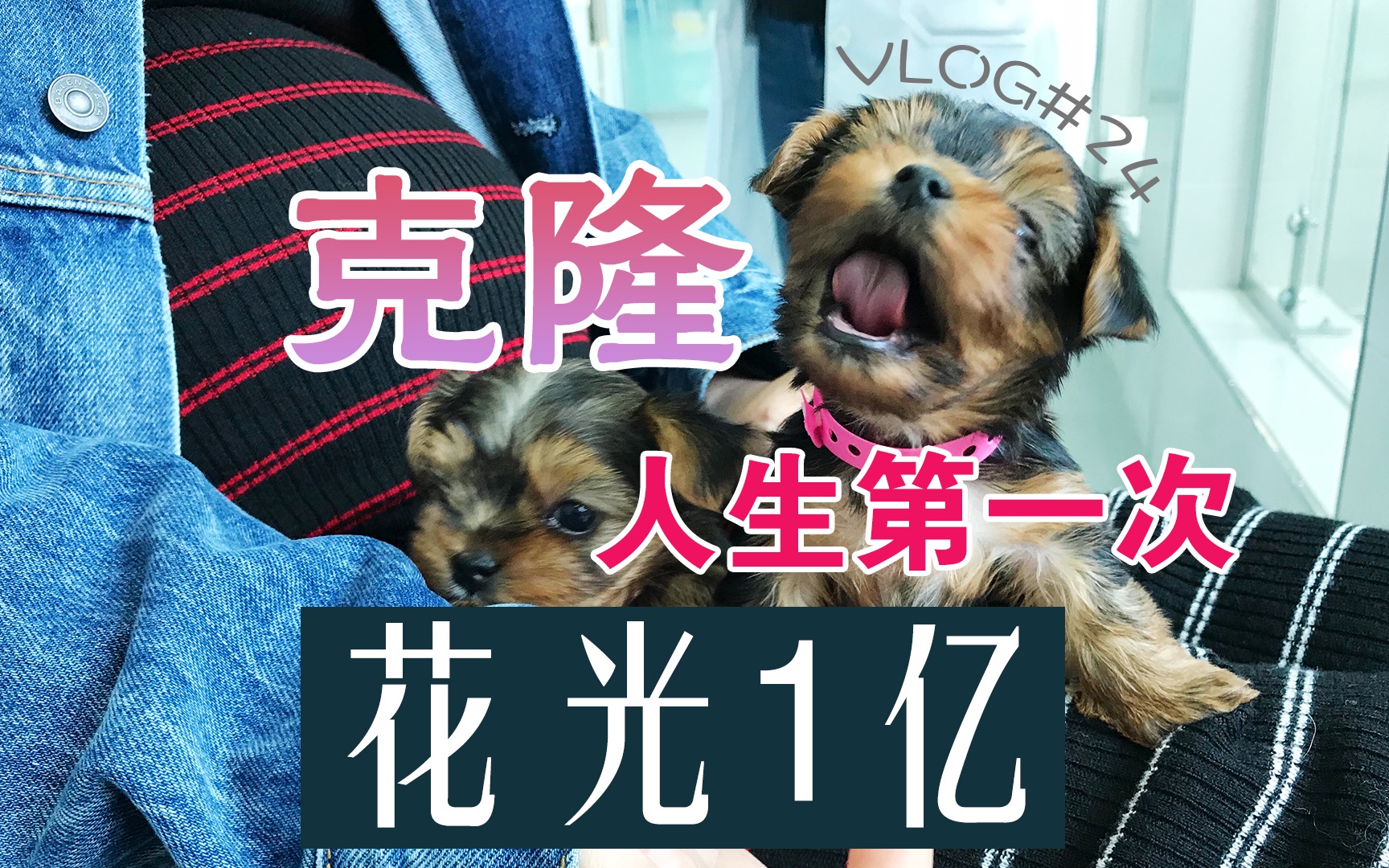 花25万克隆爱犬值不值 克隆宠物背后的真相