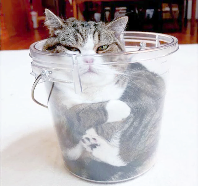 在流变力学中直接说「猫是液体」正确吗？...