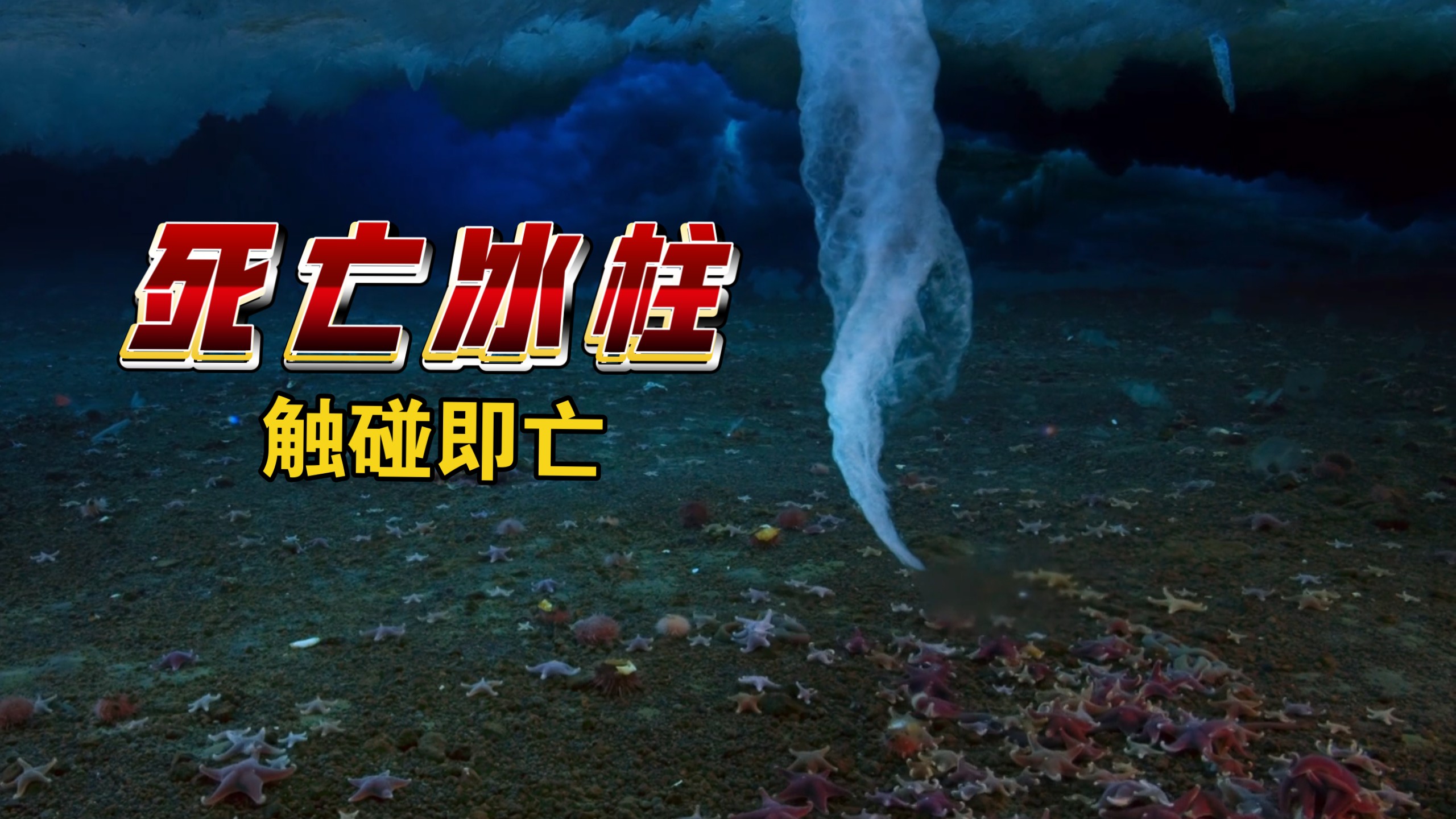 南极冰层下到底藏着什么神秘生命？它们是怎么活下来的？