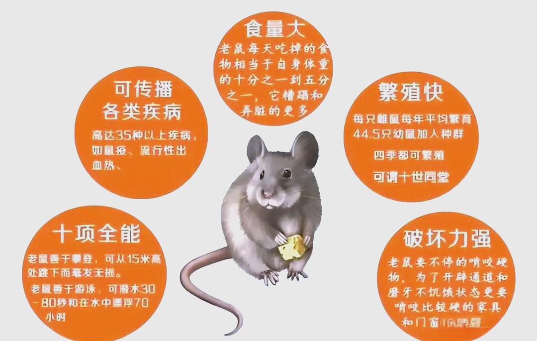 老鼠洞被挖了，失去存粮，老鼠会用什么方式“自杀”吗？