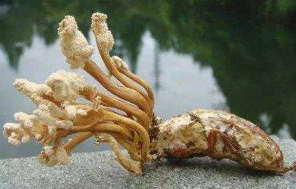 被致幻真菌控制,“僵尸蝉”失去腹部仍在交配,为啥它...