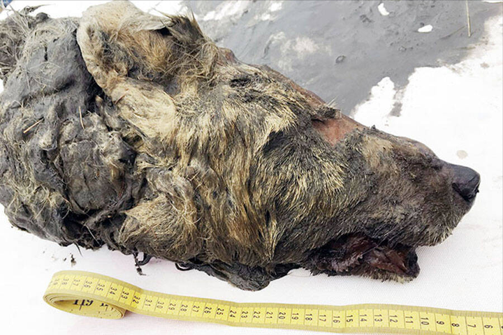 北极再现史前生物，5万年前的尸体暴露在外，人类应当...