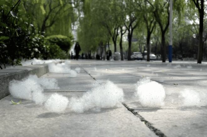 记忆中以前杨絮并没有这么多，为什么现在的杨絮如此泛...