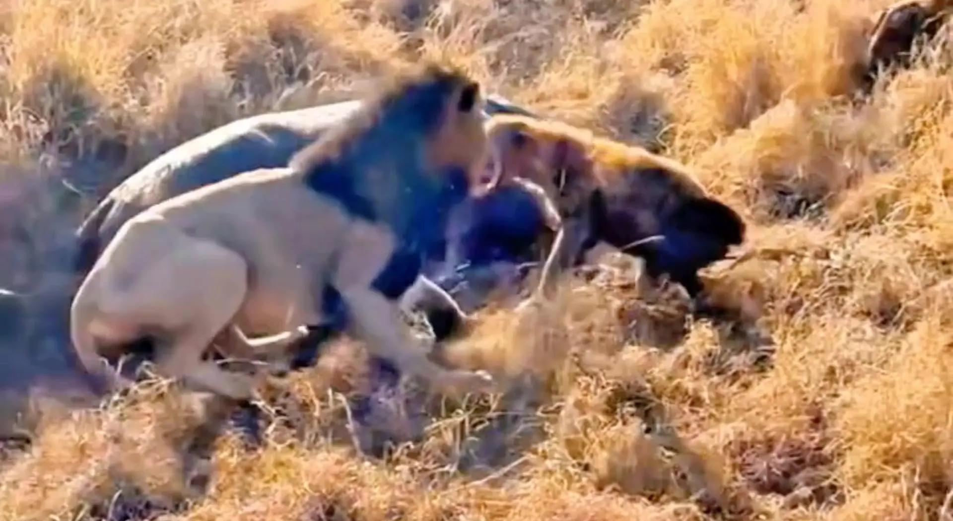 狮子那么厉害，为什么不把烦人的鬣狗全部杀死消除威胁...