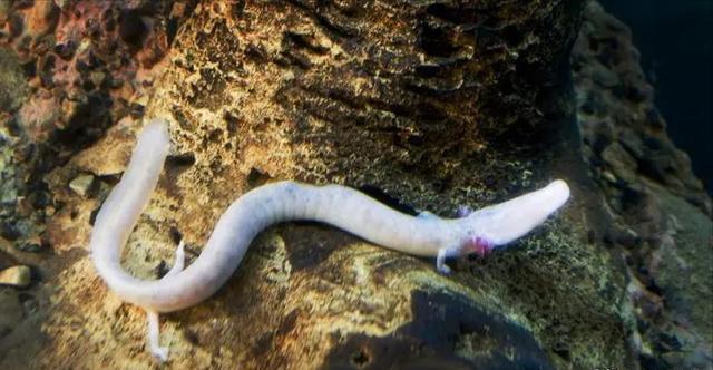 洞螈生存之谜 这种生物为何被称为龙宝宝