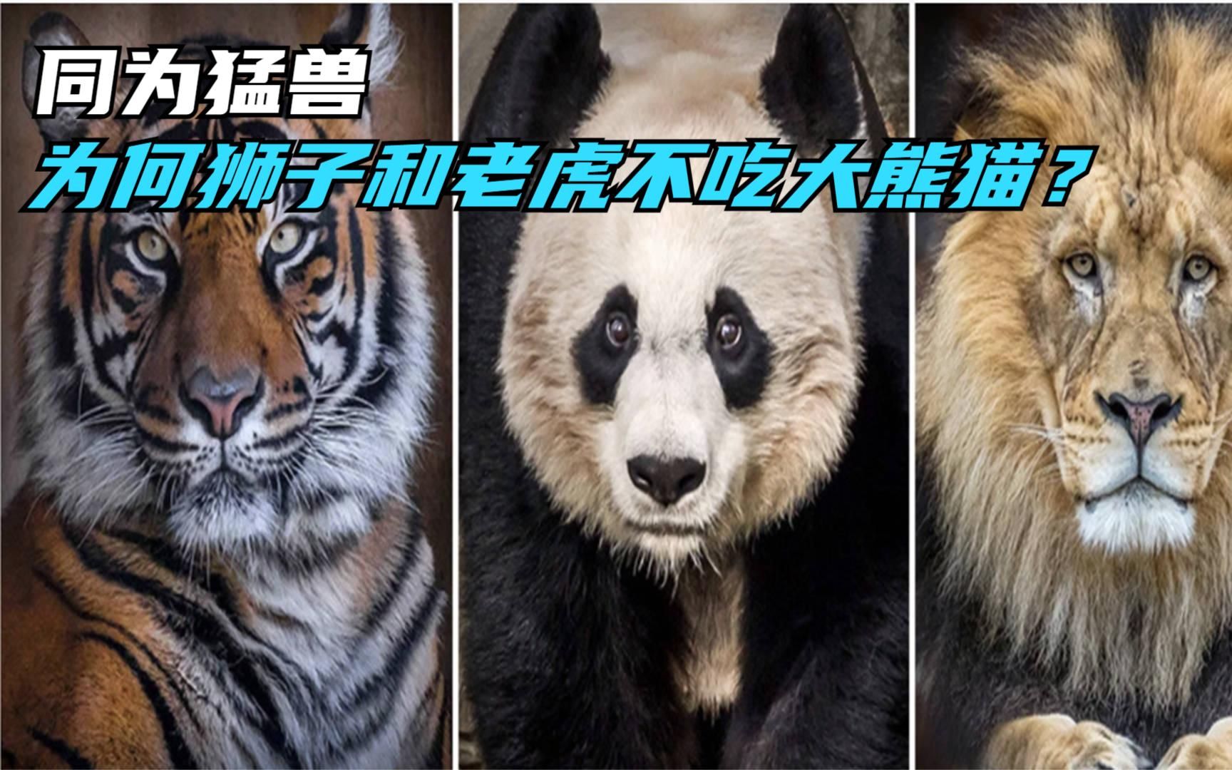 狮子和老虎为什么不吃大熊猫？...