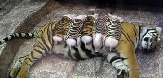 我把一只老虎幼崽从小养大，它会攻击我吗？...