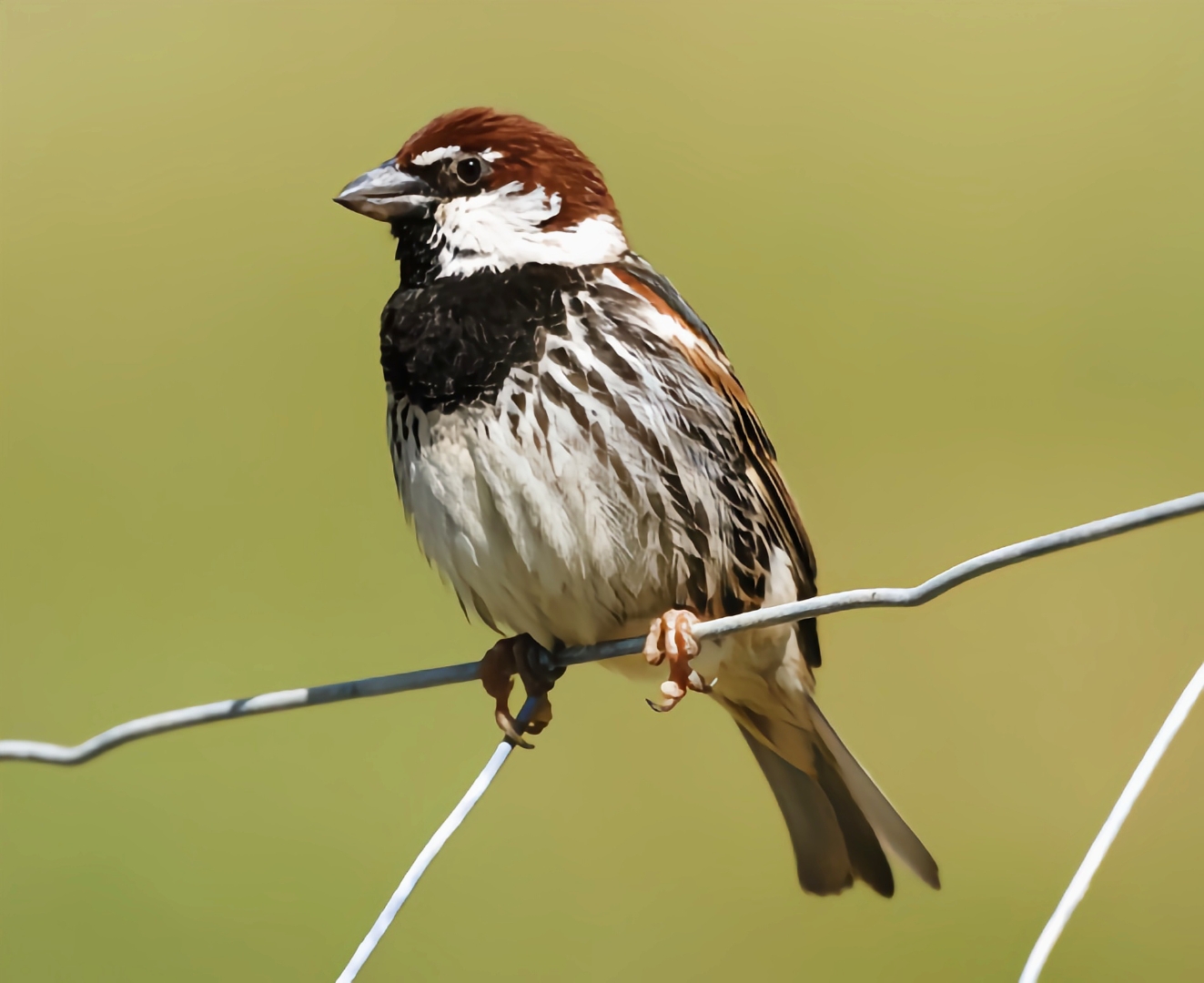 人猪冲突不断升级，被毁庄家的农民：它吃我粮食，我吃...