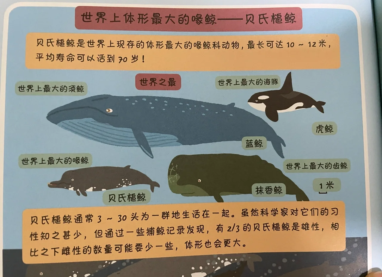 鲸鱼海豚杂交之谜 鲸豚兽如何诞生