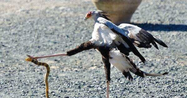 如果人类有天敌，你认为这种生物该具备什么特征？...