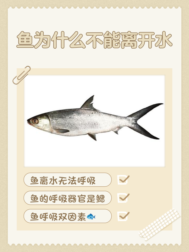 让鱼离水存活更久的方法 弓鱼术原理大揭秘