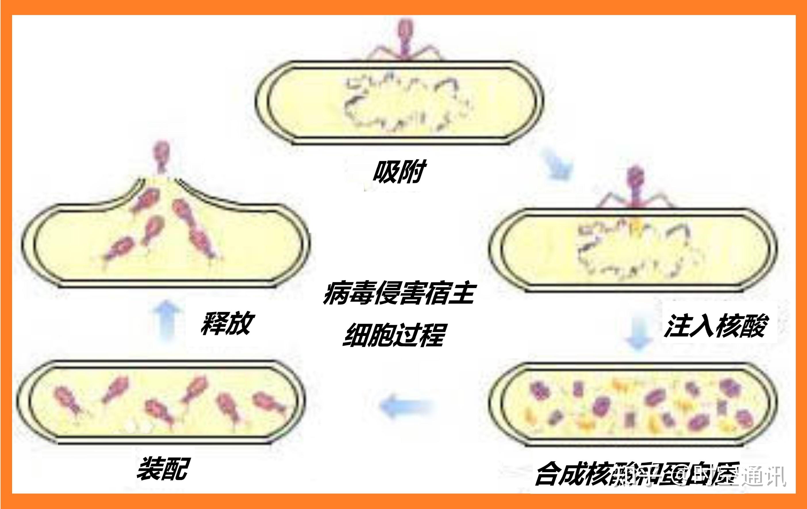 病毒的终极目的 病毒为何要杀死宿主