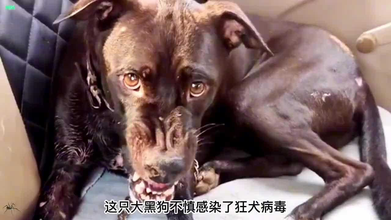 狂犬病疫苗是如何被发现的？...